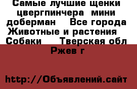Самые лучшие щенки цвергпинчера (мини доберман) - Все города Животные и растения » Собаки   . Тверская обл.,Ржев г.
